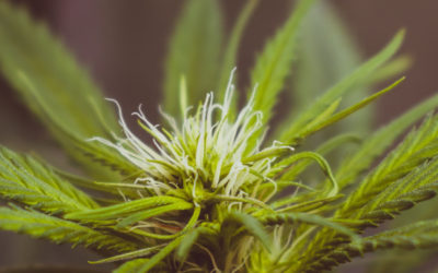 Discover CBD: Properties and benefits. 